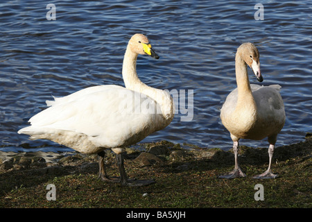 Whooper Schwan Cygnus Cygnus mit Cygnet stehen neben Wasser bei Martin bloße WWT, Lancashire UK Stockfoto