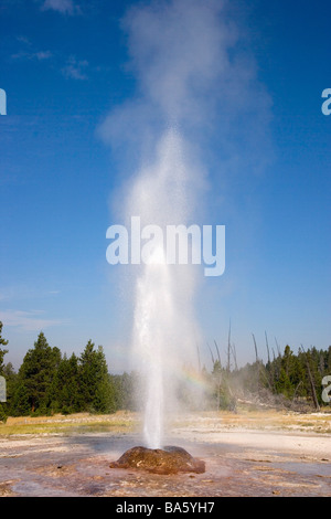 Rosa Kegel Geysir Yellowstone Nationalpark Wyoming USA Stockfoto