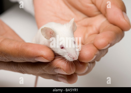 Weiße Maus Stockfoto