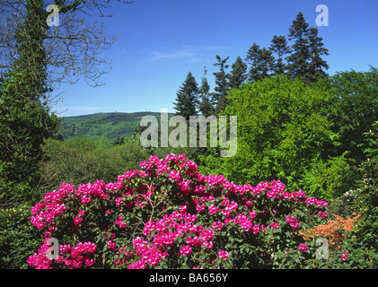 Deutschland Heidelberg Hgel-Landschaft Pflanzen Strucher Rhododendron  blht Landschaft Wald Arboretum Pflanzen Natur Botanik Stockfotografie -  Alamy