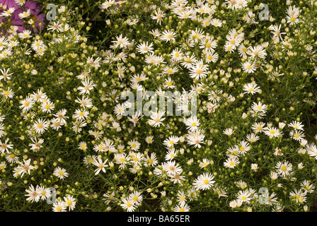 Aster Ericoides Monte Cassino Syn Aster Pringlei Monte Cassino, Asteraceae Stockfoto