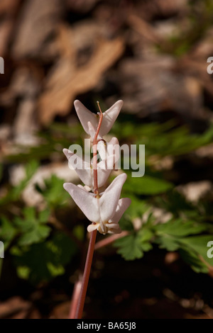 Holländer die Reithose blühen im Frühling woodland Stockfoto