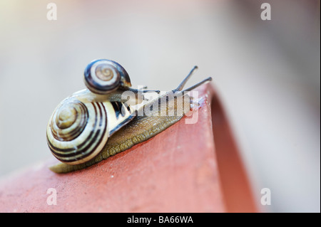 Weiß lippig gebändert Schnecke und Jungen auf einem Blumentopf. Großbritannien Stockfoto