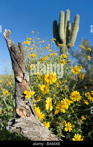 Encilia Farinosa spröde Bush ist ein Mitglied der Sonnenblume-Familie, die diese in der Nähe ein Saguaro-Kaktus in Arizona blühten Stockfoto