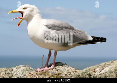 Seite Ansicht der Silbermöwe Larus Argentatus Aufruf an South Stack RSPB Reserve, Anglesey, Wales, UK Stockfoto