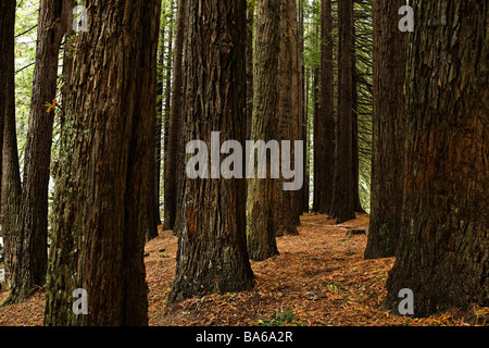 Kalifornischen Redwood Bäume Sequoia Semperviren gepflanzt im Jahre 1938 Victoria Australien Stockfoto