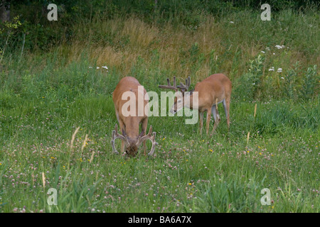 White-tailed Böcke auf Nahrungssuche Stockfoto