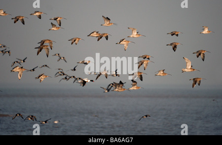 Brachvogel im Flug mit Brandgans und Austernfischer. Stockfoto