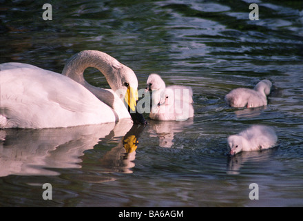 Weibliche Singschwan mit vier Cygnets auf dem Wasser Stockfoto