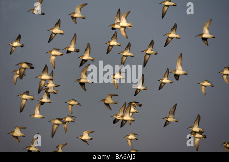 Alpenstrandläufer (Herde im Flug. Stockfoto