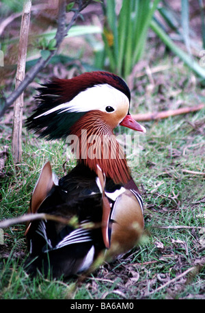 Mandarinente (Aix Galriculata). Männliche in voll zur Zucht Farben angezeigt wird, während auf dem Boden sitzend. Stockfoto