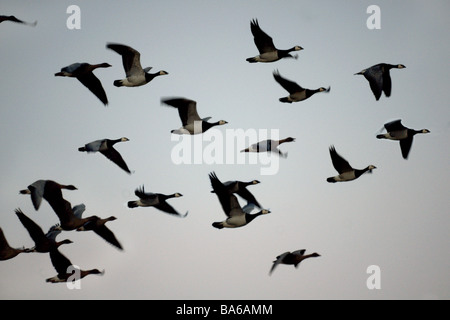 Pink-footed und Weißwangengans im Flug. Stockfoto