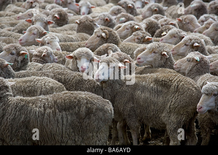 Merino-Schafe scharen sich Neuseeland Stockfoto