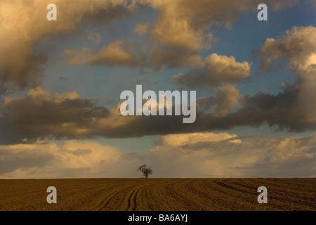 Eiche in gepflügt Feld nahe Happisburgh Norfolk März UK Stockfoto