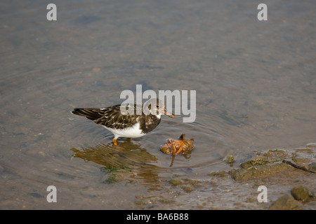 Steinwälzer Arenaria Interpres Norfolk Krabben essen Stockfoto