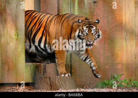 Tiger in Paignton Zoo Stockfoto