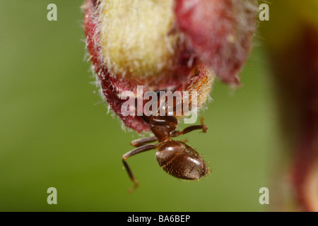 Garten-Ant Fütterung auf eine Stachelbeere Blume (Lasius Niger, schwarze Garten Ameise) Stockfoto