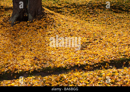 Park-Boden bedeckt mit Blätter im Herbst. Stockfoto