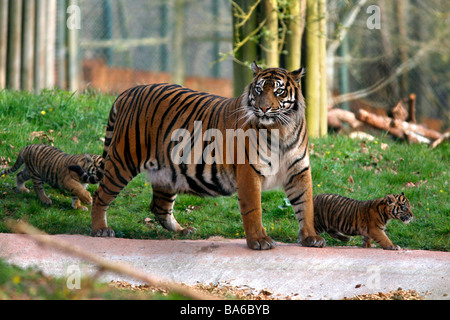 Tigerbabys in Paignton Zoo Stockfoto