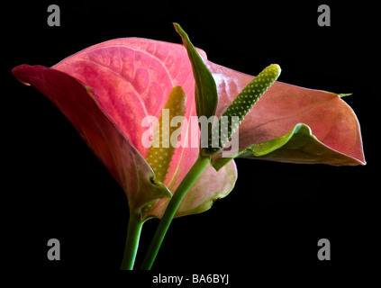 Zwei rosa Anthurium Blumen auf schwarz Stockfoto