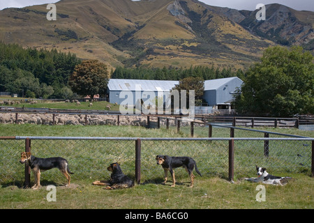 Merino-Schafe Station New Zealand Stockfoto