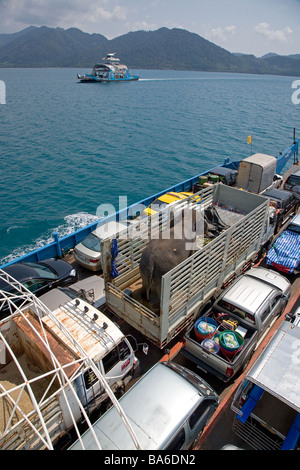 Der indische Elefant wird in einem offenen Lastwagen nach Kohlchang Island Thailand gebracht Stockfoto