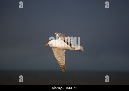 Hering-Möwen Larus argentatus im Flug gegen einen stürmischen Himmel über der Nordsee Norfolk Stockfoto