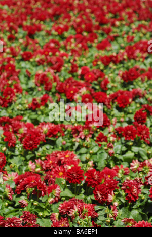 Blüten der Pfingstrose (Paeonia SP.), Peoniacee Stockfoto