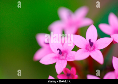 Chinesische Ixora hautnah Stockfoto