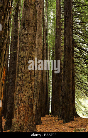 Kalifornischen Redwood Bäume Sequoia Semperviren gepflanzt im Jahre 1938 Victoria Australien Stockfoto