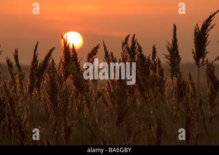 Schilf Phragmites Communis bei Sonnenuntergang North Norfolk Feuchtgebiete Stockfoto