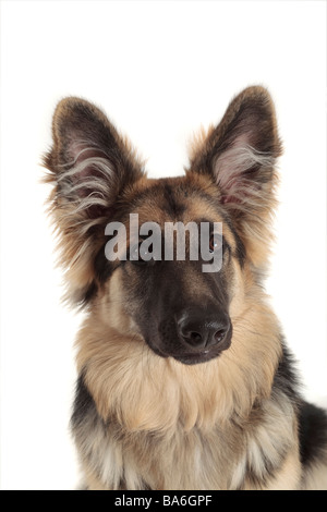 Deutscher Schäferhund elsässischen Hundekopf und Schultern sitzen mit großen flauschigen Ohren spitzte, weißer Hintergrund Stockfoto