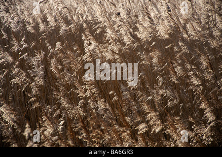Schilf im wind Stockfoto