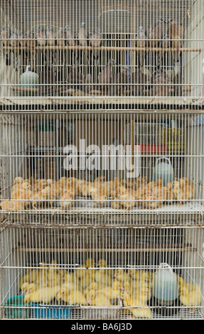 Vögel in Käfigen zum Verkauf in Malacca, Malaysia Stockfoto