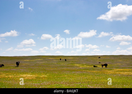 Nordkalifornien Wildblumen in der Nähe von Sacramento-Kalifornien Stockfoto