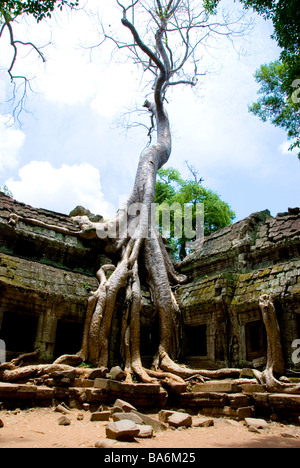 TA Phrom Tempel, Angkor, Siem Reap, Kambodscha, Asien Stockfoto