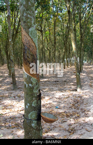 Latex aus einem Gummibaum gesammelt werden, auf einer Plantage in der Nähe von Tay Ninh Vietnam Stockfoto