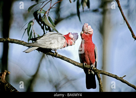 Galah (Eolophus roseicapillus), ein paar Vögel gehockt nebeneinander auf einem Zweig Stockfoto