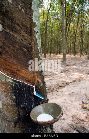 Latex aus einem Gummibaum gesammelt werden, auf einer Plantage in der Nähe von Tay Ninh Vietnam Stockfoto