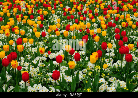 Bunten Blumenbeet mit Tulpen und Primeln auf Christs Stücke, Cambridge England UK Stockfoto