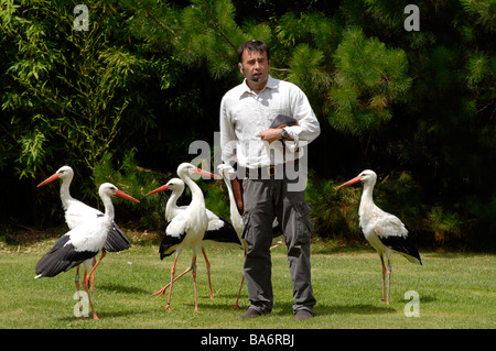 Storch im Zoo von La Fleche Sarthe, Frankreich Stockfoto