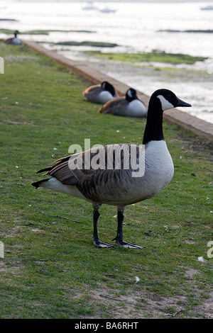 Ente an Mistley, Essex Stockfoto