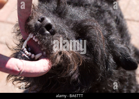 Patterdale Terrier ziehen an ein Hundespielzeug Stockfoto