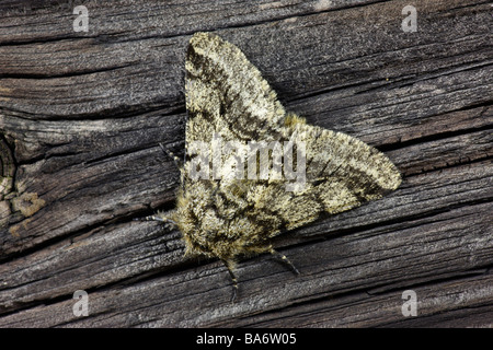 Brindel Schönheit Lycia hirtaria Stockfoto