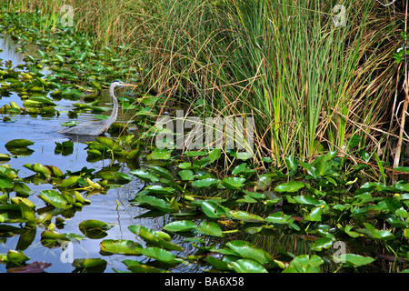 Great Blue Heron wie gesehen in den Everglades in Florida, USA Nordamerika Stockfoto