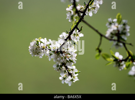 Schlehe, Prunus Spinosa, Blüte Stockfoto