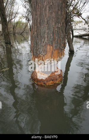 Weidenbaum, kaute auf von beaver Stockfoto