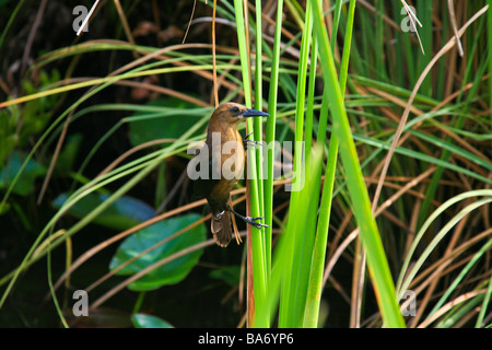 Wenigsten Rohrdommel Vogel wie in den Everglades in Florida, USA, Nordamerika Stockfoto