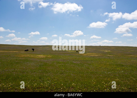 Nordkalifornien Wildblumen in der Nähe von Sacramento-Kalifornien Stockfoto