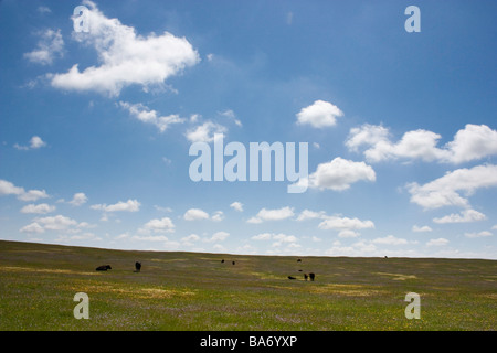 Nordkalifornien Wildblumen in der Nähe von Sacramento-Kalifornien Stockfoto